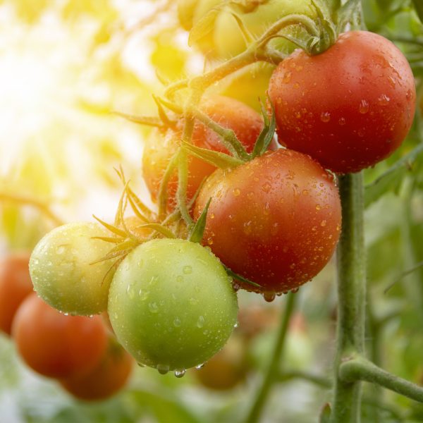 Fresh Organic Tomatoes